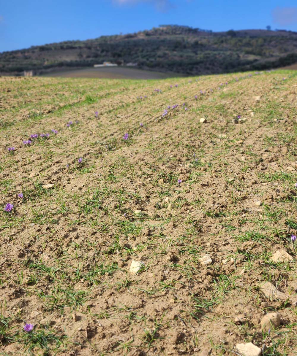 Coltivazione zafferano Gravina in Puglia