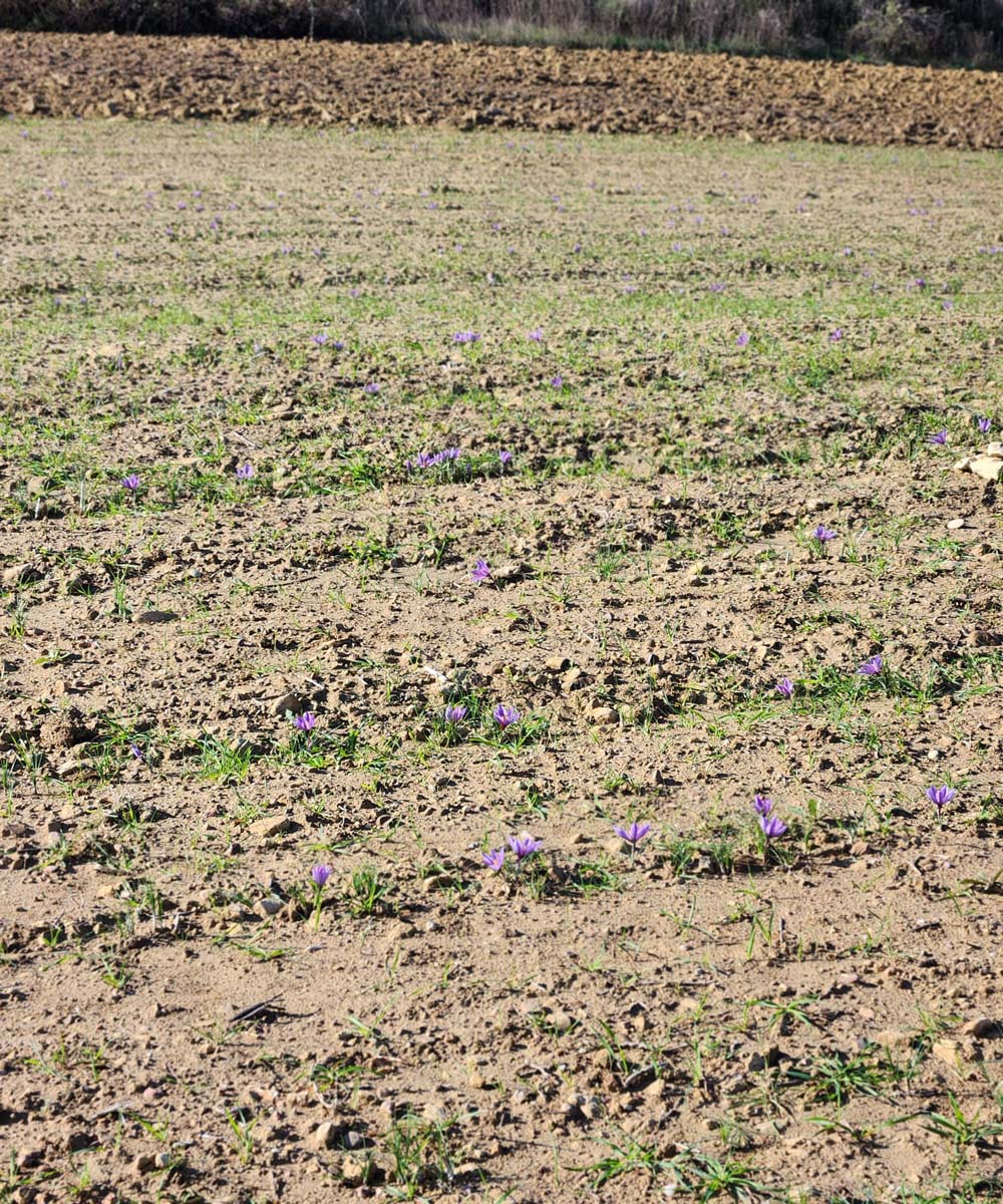 Coltivazione zafferano Gravina in Puglia
