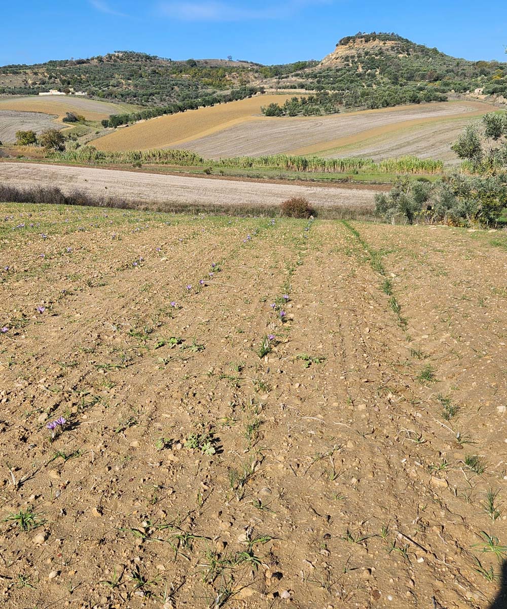 Coltivazione zafferano Gravina in Puglia