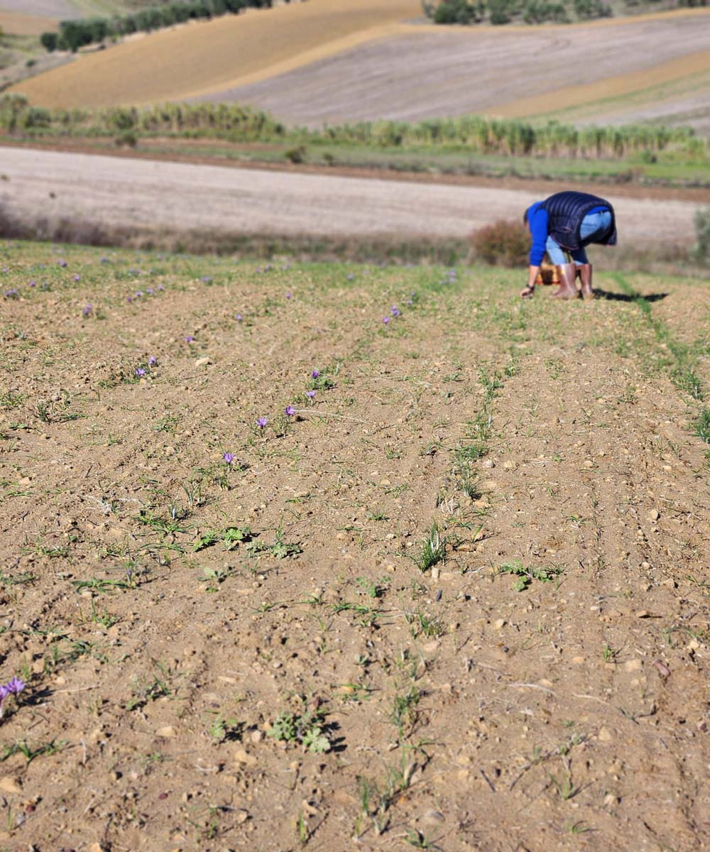 Coltivazione zafferano Gravina in Puglia