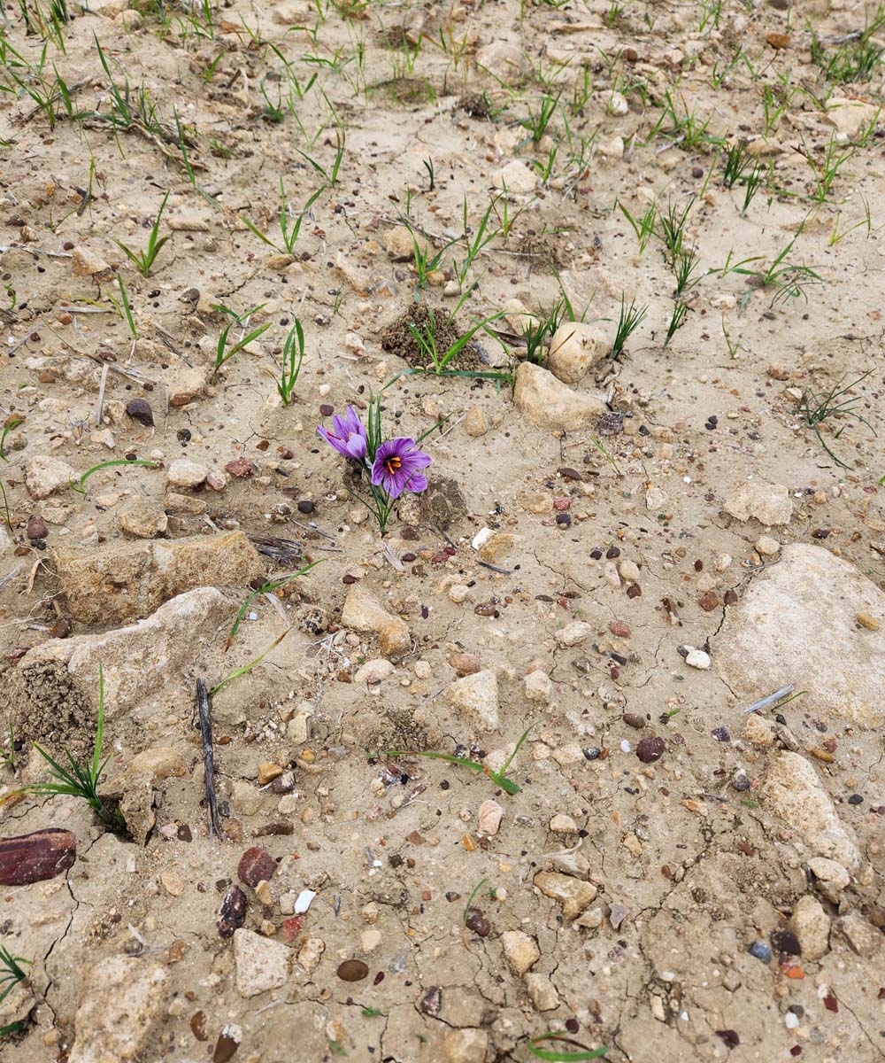 Coltivazione zafferano Gravina in Puglia