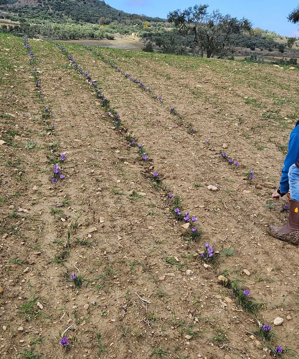 Zafferano Gravina in Puglia